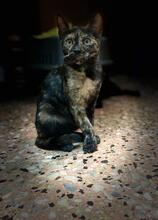 MARIPURI, Katze, Hauskatze in Spanien - Bild 3