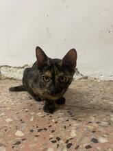 MARIPURI, Katze, Hauskatze in Spanien - Bild 6
