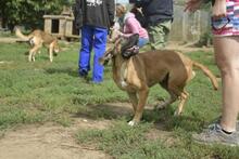 BELLA, Hund, Mischlingshund in Ungarn - Bild 4