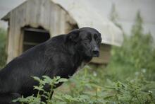 MANKA, Hund, Mischlingshund in Ungarn - Bild 4