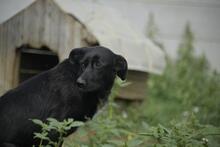 MANKA, Hund, Mischlingshund in Ungarn - Bild 5