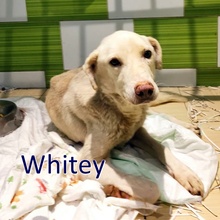 WHITEY, Hund, Mischlingshund in Bulgarien - Bild 1