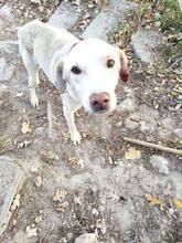WHITEY, Hund, Mischlingshund in Bulgarien - Bild 5