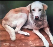 WHITEY, Hund, Mischlingshund in Bulgarien - Bild 6