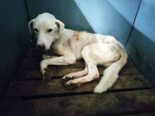 WHITEY, Hund, Mischlingshund in Bulgarien - Bild 7