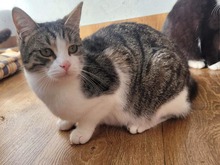 EMIL, Katze, Europäisch Kurzhaar in Bulgarien - Bild 1