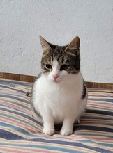 EMIL, Katze, Europäisch Kurzhaar in Bulgarien - Bild 2