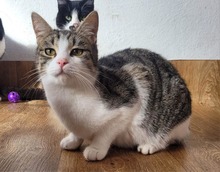 EMIL, Katze, Europäisch Kurzhaar in Bulgarien - Bild 3