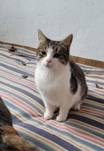 EMIL, Katze, Europäisch Kurzhaar in Bulgarien - Bild 4