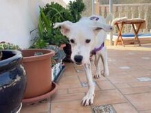 TORI, Hund, Mischlingshund in Spanien - Bild 10