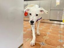TORI, Hund, Mischlingshund in Spanien - Bild 11