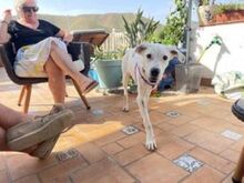 TORI, Hund, Mischlingshund in Spanien - Bild 16