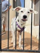 TORI, Hund, Mischlingshund in Spanien - Bild 18