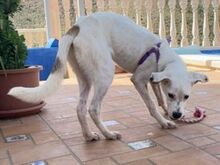 TORI, Hund, Mischlingshund in Spanien - Bild 19