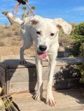 TORI, Hund, Mischlingshund in Spanien - Bild 2