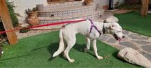 TORI, Hund, Mischlingshund in Spanien - Bild 20
