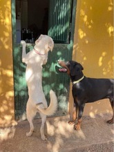 TORI, Hund, Mischlingshund in Spanien - Bild 23