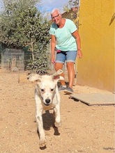 TORI, Hund, Mischlingshund in Spanien - Bild 24