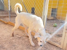TORI, Hund, Mischlingshund in Spanien - Bild 25