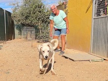 TORI, Hund, Mischlingshund in Spanien - Bild 26