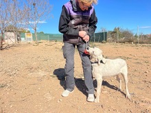 TORI, Hund, Mischlingshund in Spanien - Bild 27