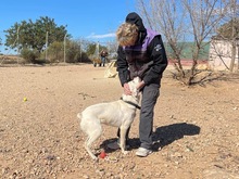 TORI, Hund, Mischlingshund in Spanien - Bild 28