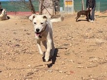 TORI, Hund, Mischlingshund in Spanien - Bild 29