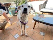 TORI, Hund, Mischlingshund in Spanien - Bild 3