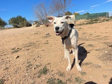 TORI, Hund, Mischlingshund in Spanien - Bild 30