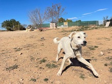 TORI, Hund, Mischlingshund in Spanien - Bild 31
