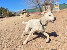 TORI, Hund, Mischlingshund in Spanien - Bild 32
