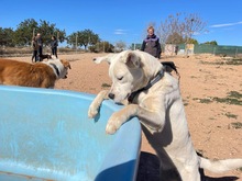 TORI, Hund, Mischlingshund in Spanien - Bild 33
