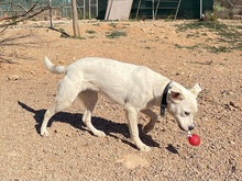 TORI, Hund, Mischlingshund in Spanien - Bild 38