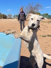 TORI, Hund, Mischlingshund in Spanien - Bild 39