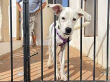 TORI, Hund, Mischlingshund in Spanien - Bild 4