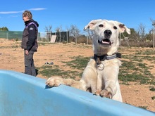TORI, Hund, Mischlingshund in Spanien - Bild 40