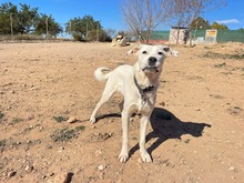 TORI, Hund, Mischlingshund in Spanien - Bild 41