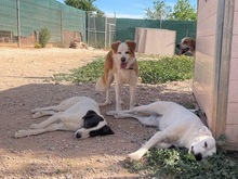 TORI, Hund, Mischlingshund in Spanien - Bild 42