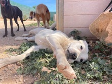TORI, Hund, Mischlingshund in Spanien - Bild 44
