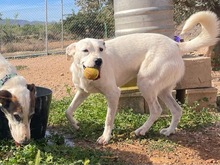 TORI, Hund, Mischlingshund in Spanien - Bild 45
