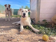 TORI, Hund, Mischlingshund in Spanien - Bild 47