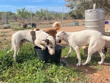 TORI, Hund, Mischlingshund in Spanien - Bild 48