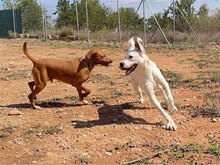 TORI, Hund, Mischlingshund in Spanien - Bild 49