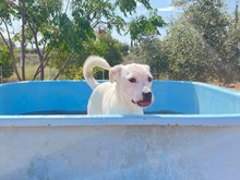TORI, Hund, Mischlingshund in Spanien - Bild 50