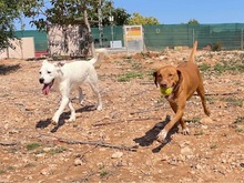 TORI, Hund, Mischlingshund in Spanien - Bild 51
