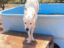 TORI, Hund, Mischlingshund in Spanien - Bild 55