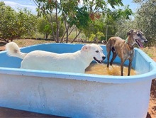 TORI, Hund, Mischlingshund in Spanien - Bild 56