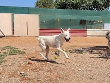 TORI, Hund, Mischlingshund in Spanien - Bild 57
