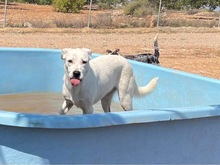 TORI, Hund, Mischlingshund in Spanien - Bild 58
