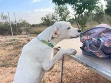 TORI, Hund, Mischlingshund in Spanien - Bild 60